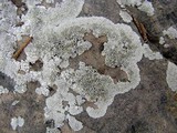 Lecanora valesiaca image