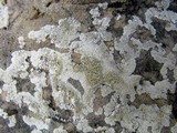 Lecanora valesiaca image