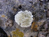 Lecanora valesiaca image