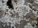Lecanora valesiaca image