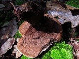 Hydnellum spongiosipes image
