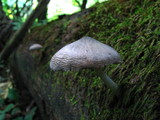 Pluteus americanus image