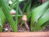 Panaeolus cinctulus image