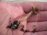 Panaeolus cinctulus image