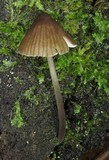 Mycena alcaliniformis image