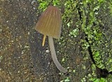 Mycena alcaliniformis image