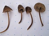 Mycena alcaliniformis image