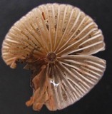 Mycena alcaliniformis image