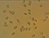 Mycena alcaliniformis image