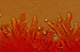 Mycena alcaliniformis image