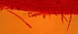 Mycena alcaliniformis image