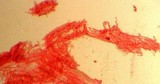 Mycena alcaliniformis image