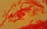 Mycena alcaliniformis image