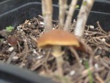 Conocybe rugosa image