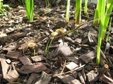 Conocybe rugosa image