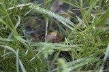 Psilocybe coprophila image