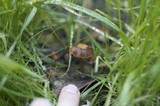 Psilocybe coprophila image