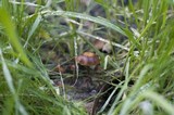 Psilocybe coprophila image