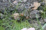 Psilocybe coprophila image