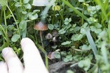 Psilocybe coprophila image