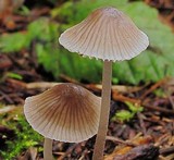 Mycena leptocephala image