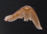 Mycena leptocephala image