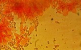 Mycena leptocephala image