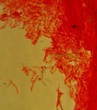 Mycena leptocephala image