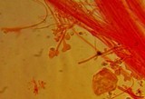 Mycena leptocephala image