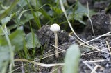 Protostropharia semiglobata image