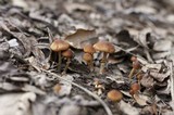Conocybe rugosa image