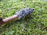 Physcia aipolia image