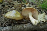 Entoloma bicolor image