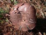 Tylopilus porphyrosporus image