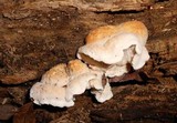 Climacodon pulcherrimus image