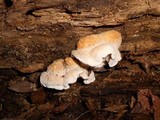Climacodon pulcherrimus image