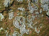 Rhymbocarpus neglectus image
