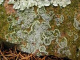 Rhymbocarpus neglectus image