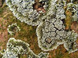 Rhymbocarpus neglectus image