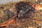Tremella moriformis image