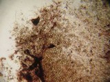 Tremella moriformis image