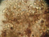 Tremella moriformis image