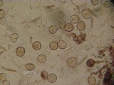 Tremella moriformis image