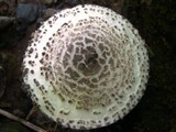 Amanita onusta image