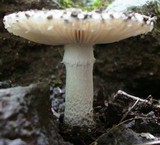 Amanita onusta image