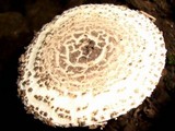 Amanita onusta image