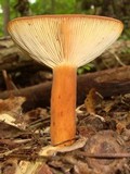 Lactarius volemus image