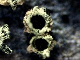 Endocalyx melanoxanthus image