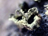 Endocalyx melanoxanthus image