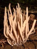 Clavaria rubicundula image